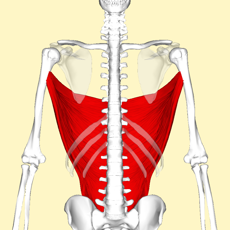 Latissimus dorsi muscles highlighted in red on the back